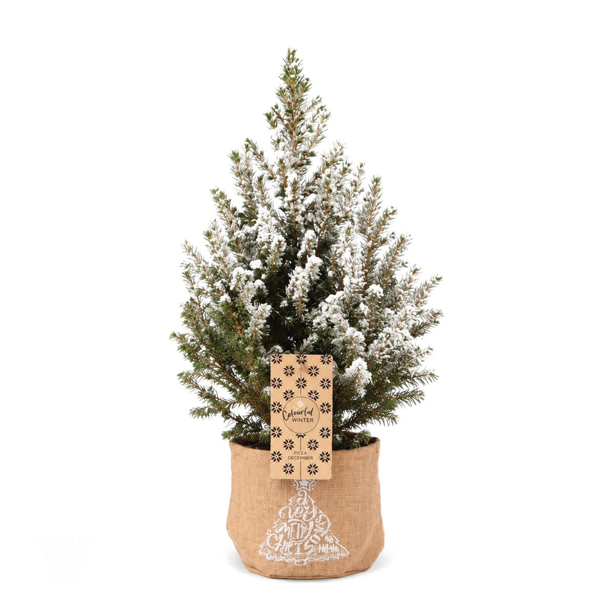 Kegelspar kerstboom besneeuwd — Ø17 cm, 65 cm hoog — met jute zak