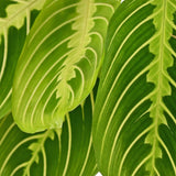Green boutiQ - Kamerplant - Maranta Fascinator Lemon Lime - Gebedsplant - Huisdiervriendelijke Plant - Groen - 4 Planten - met Potter Grijs - Pot 12cm - Hoogte 25cm