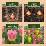 48x Tulipa Strawberry Lemonade - Tulp Aardbeilimonade - Diversen - Voorjaarsbloeier - Bolmaat 11/12