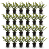 Green boutiQ - 24x Ilex crenata Golden Gem - Japanse Hulst - Haagplanten - Groenblijvend - Geel - Pot 9cm - Hoogte 20-30cm
