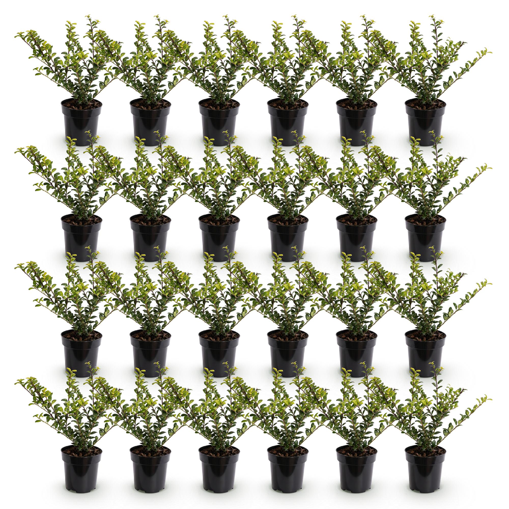Green boutiQ - 24x Ilex crenata Golden Gem - Japanse Hulst - Haagplanten - Groenblijvend - Geel - Pot 9cm - Hoogte 20-30cm