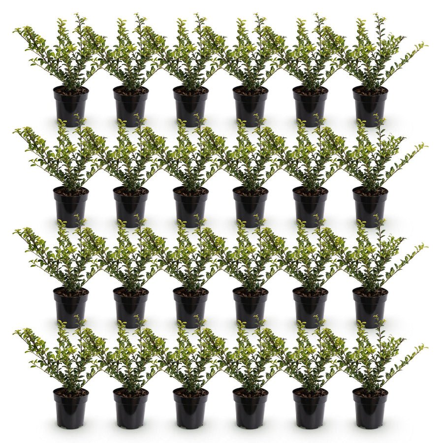 Ilex crenata Golden Gem — Hulsthaag, 24 stuks, 20-30 cm