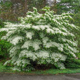 Green boutiQ - Tuinplant - Cornus Florida - Bloem Wit-Roze - 1 Plant - Bladverliezend - Weinig Onderhoud - Pot 12cm Hoogte 35cm