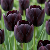 35x Tulipa Black - Zwarte tulp - Zwart - Voorjaarsbloeier - Bolmaat 10/11