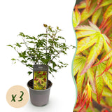 Green boutiQ - Tuinplant - Acer palmatum Little Princess - Groen - 3 Planten - Bladverliezend - Weinig Onderhoud - Pot 12cm Hoogte 35cm
