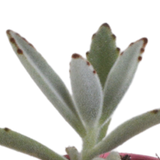 Vetplanten mix 5.5 cm - 5x - in Mexicaanse pot