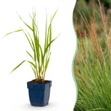 Green boutiQ - Grassen - Molinia caer. Heidebraut - Pijpestrootje - Met Pluim - Groen - 12 Planten - Pot 11cm - Hoogte 15-25cm