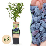 Green boutiQ - Fruitplant - Lonicera caerulea Kamchatika - Honingbes - Winterhard - Blauw Vrucht - 2 Planten - Pot 15cm - Hoogte 50cm