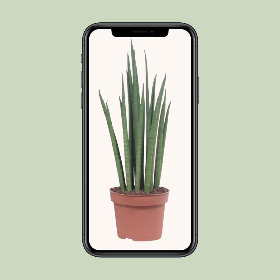 Sansevieria Mikado – Pot Ø12 cm · 40 cm hoog (foto 4)
