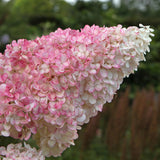Green boutiQ - Pluim Hortensia - Hydrangea panniculata Vanille Fraise - Bloem Wit Roze- 3 Planten 1 m2 - Bladverliezend - Grote Bloemen - Pot 17cm Hoogte 50cm