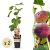 Green boutiQ - Fruitplant - Ficus carica Rouge de Bordeaux - Vijgenboom - Winterhard - Paarse Vrucht - 2 Planten - Pot 15cm - Hoogte 50cm