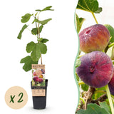 Green boutiQ - Fruitplant - Ficus carica Rouge de Bordeaux - Vijgenboom - Winterhard - Paarse Vrucht - 2 Planten - Pot 15cm - Hoogte 50cm