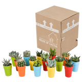 Cactus en vetplanten mix 5.5 cm | 15 stuks - in gekleurde plasticpot