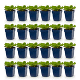 Green boutiQ - Vasteplant - Bergenia cordifolia - Schoenlappersplant - Schaduw - Roze - 24 Planten - Pot 11cm - Hoogte 15-25cm