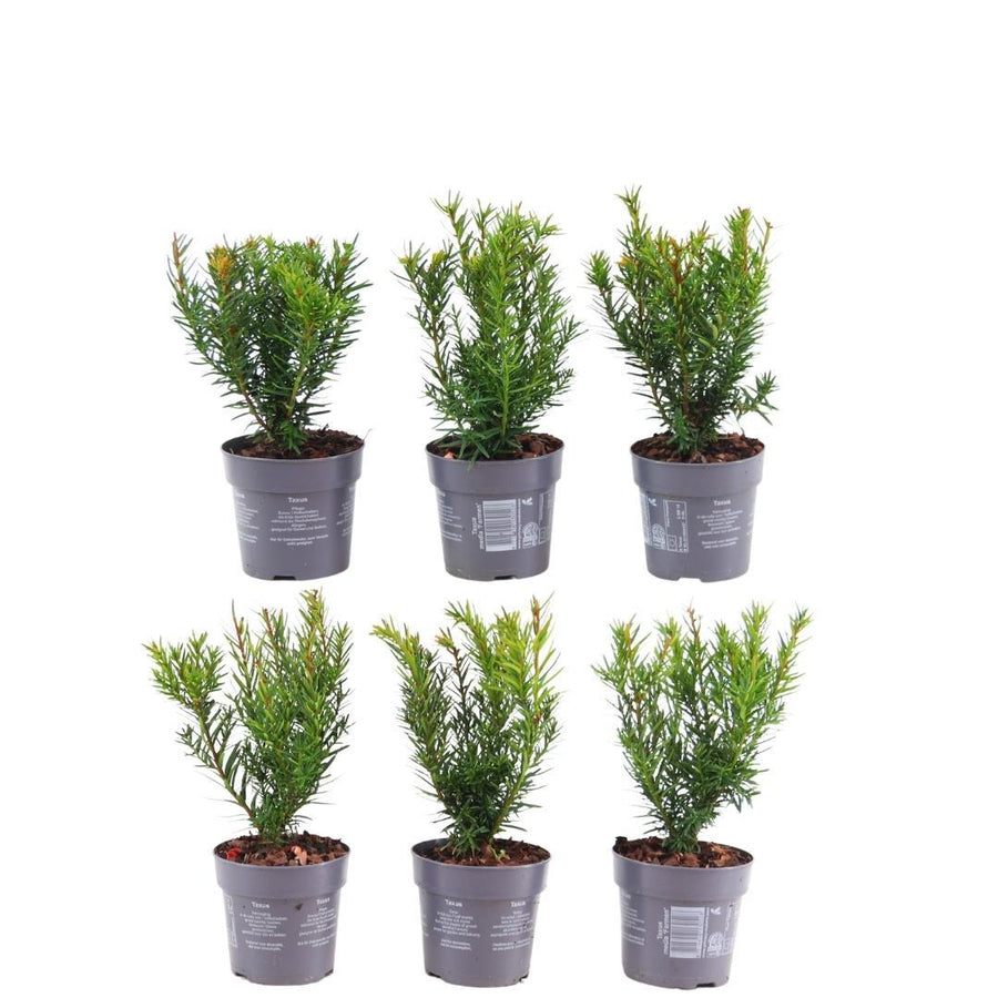 Taxus media Farmen — Venijnboomhaag, 6 planten (1 strekkende meter)