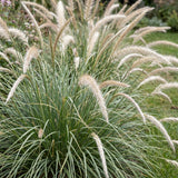Green boutiQ - Grassen - Pennisetum or. Fairy Tales - Lampenpoetsergras - Met Pluim - Groen - 12 Planten - Pot 11cm - Hoogte 15-25cm