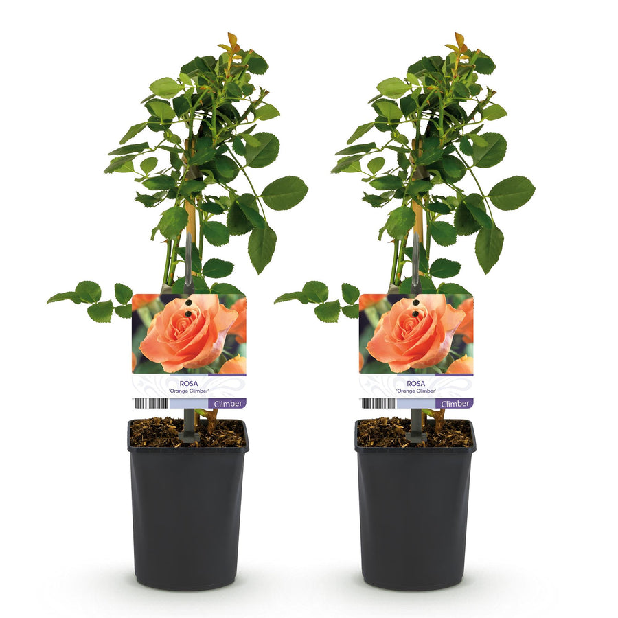 Rosa Orange Climber – 2 planten · 40 cm hoog (foto 2)