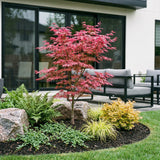 Green boutiQ - Tuinplant - Acer palmatum Phoenix - Japanse Esdoorn - Bladverliezend - Groen - Rood - 1 - Pot 26cm - Hoogte 90cm