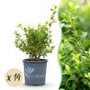Green boutiQ - Buxus Haag - BetterBuxus Babylon Beauty - Resistant tegen de Buxus Schimmel - 14 planten - 2 strekkende meter - pot 10,5cm hoogte 25-30