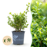 Green boutiQ - Buxus Haag - BetterBuxus Babylon Beauty - Resistant tegen de Buxus Schimmel - 14 planten - 2 strekkende meter - pot 10,5cm hoogte 25-30