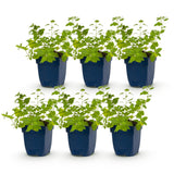Green boutiQ - Vasteplant - Nepeta faassenii Walker's Low - Kattenkruid - Bijen en Vlinderlokkers - Blauw - 6 Planten - Pot 11cm - Hoogte 15-25cm