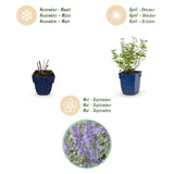 Green boutiQ - Vasteplant - Nepeta faassenii Walker's Low - Kattenkruid - Bijen en Vlinderlokkers - Blauw - 3 Planten - Pot 11cm - Hoogte 15-25cm