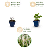 Green boutiQ - Vasteplant - Persicaria Tricolour - Duizendknoop - Schaduw - Rood - Roze - Wit - 6 Planten - Pot 11cm - Hoogte 15-25cm