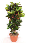 Codiaeum Petra - 170cm