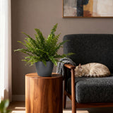Green boutiQ - Kamerplant - Nephrolepsis exaltata Green Lady - Varen - Huisdiervriendelijke Plant - Groen - 2 Planten - met Potter Grijs - Pot 12cm - Hoogte 25cm