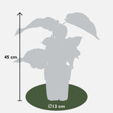 Actinidia delciosioa 'Jenny' - Kiwi - Ø13cm - ↕45cm