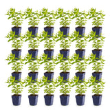 Green boutiQ - Vasteplant - Nepeta sib. Wild Orchid - Kattenkruid - Bijen en Vlinderlokkers - Roze - 24 Planten - Pot 11cm - Hoogte 15-25cm