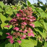 Green boutiQ - Pluim Hortensia - Hydrangea panniculata Wims Red - Bloem Wit Rood- 1 Plant - Bladverliezend - Grote Bloemen - Pot 17cm Hoogte 50cm