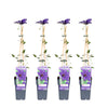 4x - Clematis The President - ↨65cm - Ø15