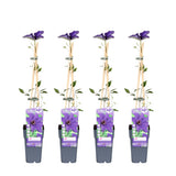4x - Clematis The President - ↨65cm - Ø15
