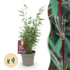 Green boutiQ - Bamboe - Fargesia Red Dragon - Groen - 4 Planten - Bladhoudend - Niet Woekerend- Pot 14cm Hoogte 35cm