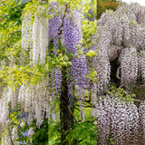Green boutiQ - Blauwe regen - Wisteria floribunda Tricolour - Bloemen Blauw Roze Wit- 3 planten - Pot 11cm Hoogte 40cm