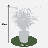 4x Fargesia rufa - ↨40cm - Ø14