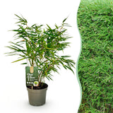 Green boutiQ - Grassen - Fargesia Rufa - Niet Woekerende Bamboe - Bladhoudend - Groen - 1 Plant - Pot 17 cm - Hoogte 60 cm