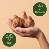 10x Narcissus Macaron Bloss - Narcis Macaron Bloss - Wit en Geel - Voorjaarsbloeier - Bolmaat 12/14