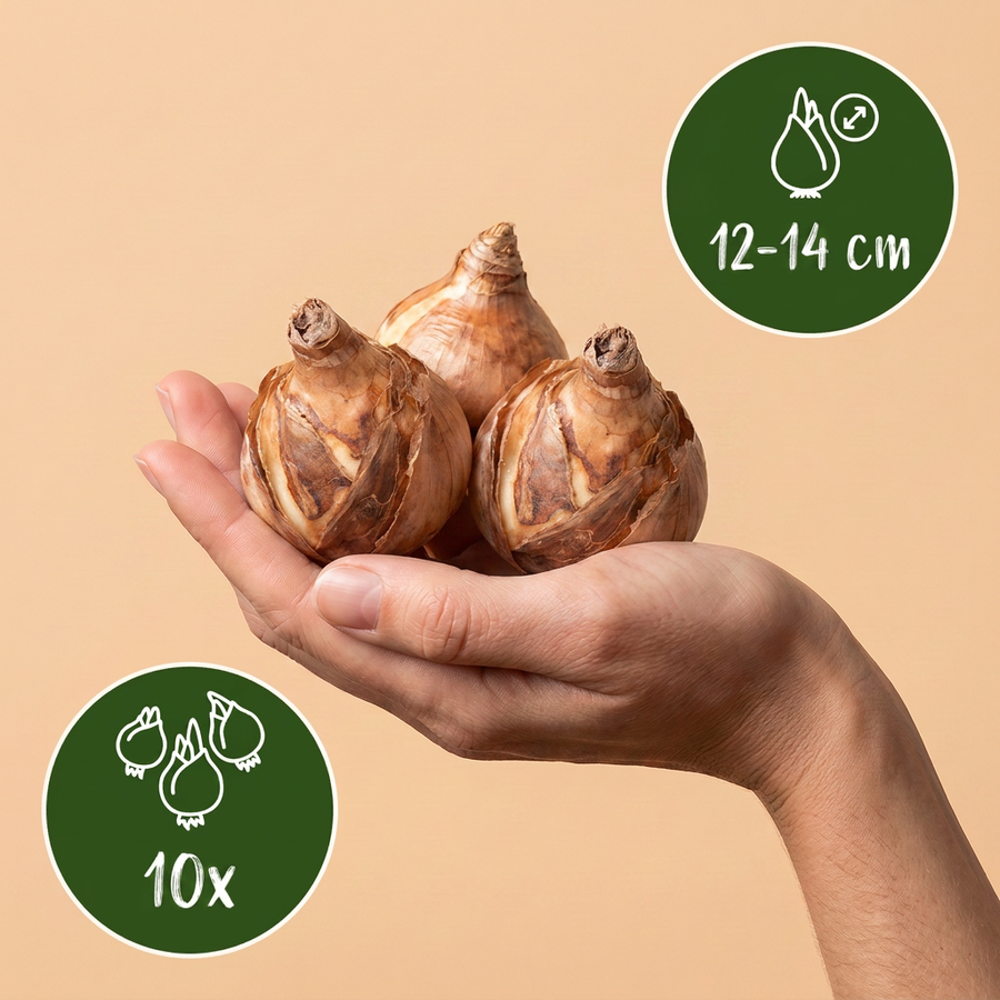 Narcisbollen Macaron Bloss — wit en geel, 10 stuks (bolmaat 12/14)