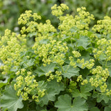 Green boutiQ - Vasteplant - Alchemilla mollis - Vrouwenmantel - Bodembedekkend - Geel - 24 Planten - Pot 11cm - Hoogte 15-25cm