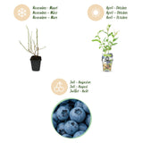 Green boutiQ - Fruitplanten - Blauwe Bes - Vaccinium corymbossum Goldtraube - Winterhard - 3 Planten - Pot 9 cm - Blauwe Bes