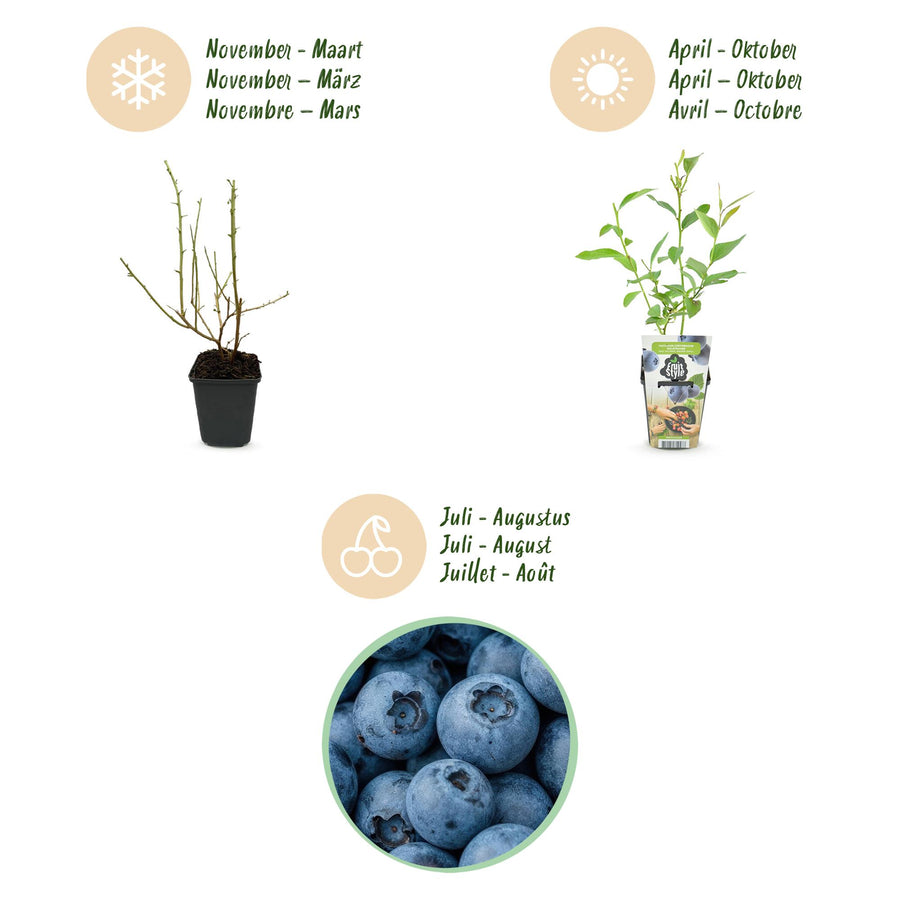 Vaccinium corymbossum Goldtraube – 3 planten (foto 12)
