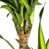 Dracaena Deremensis Rikki met mand Ø24cm - ↕130 - 150cm