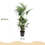 Green boutiQ - Kamerplant - Howea Forsteriana - Kentia Palm - Weinig Onderhoud - Groen - 1 plant - Pot 27cm - Hoogte 160-170cm