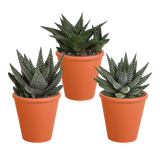 Gasteria/Haworthia mix 8,5cm - 3x - in terracotta pot