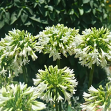 Agapanthus 'Everwhite'23cm