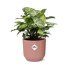 Syngonium Arrow in ELHO Vibes Fold 14cm roze