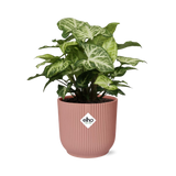 Syngonium Arrow in ELHO Vibes Fold 14cm roze