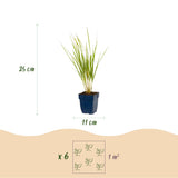Green boutiQ - Grassen - Calamagrostis Karl Foerster - Struisriet - Met Pluim - Groen - 12 Planten - Pot 11cm - Hoogte 15-25cm